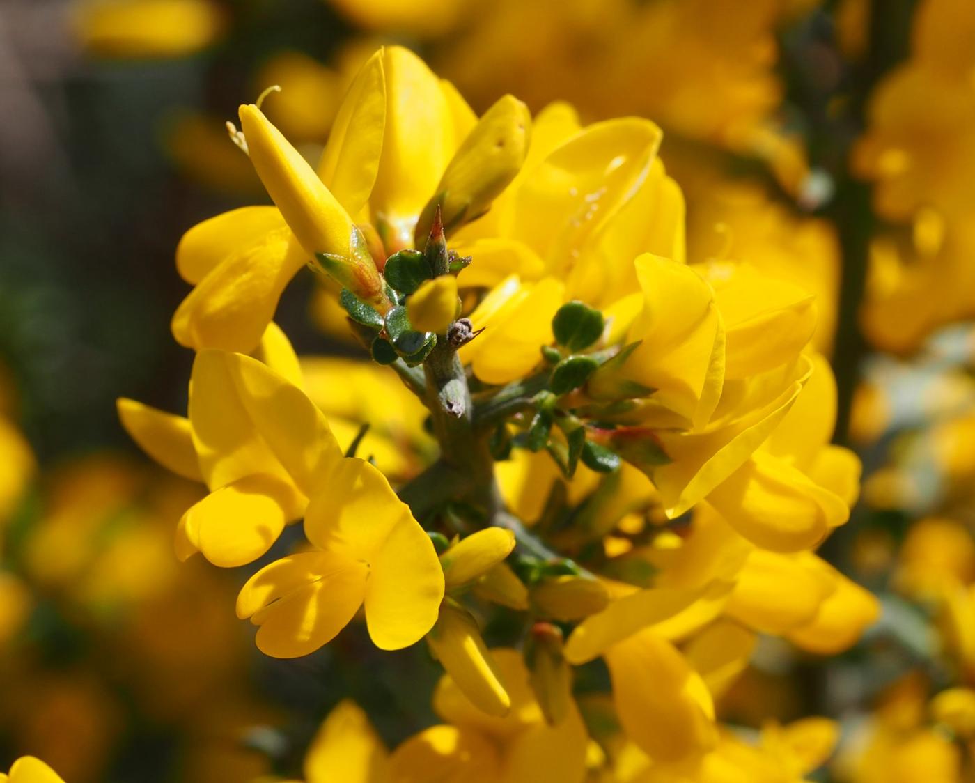 Greenweed, [Scorpion] flower